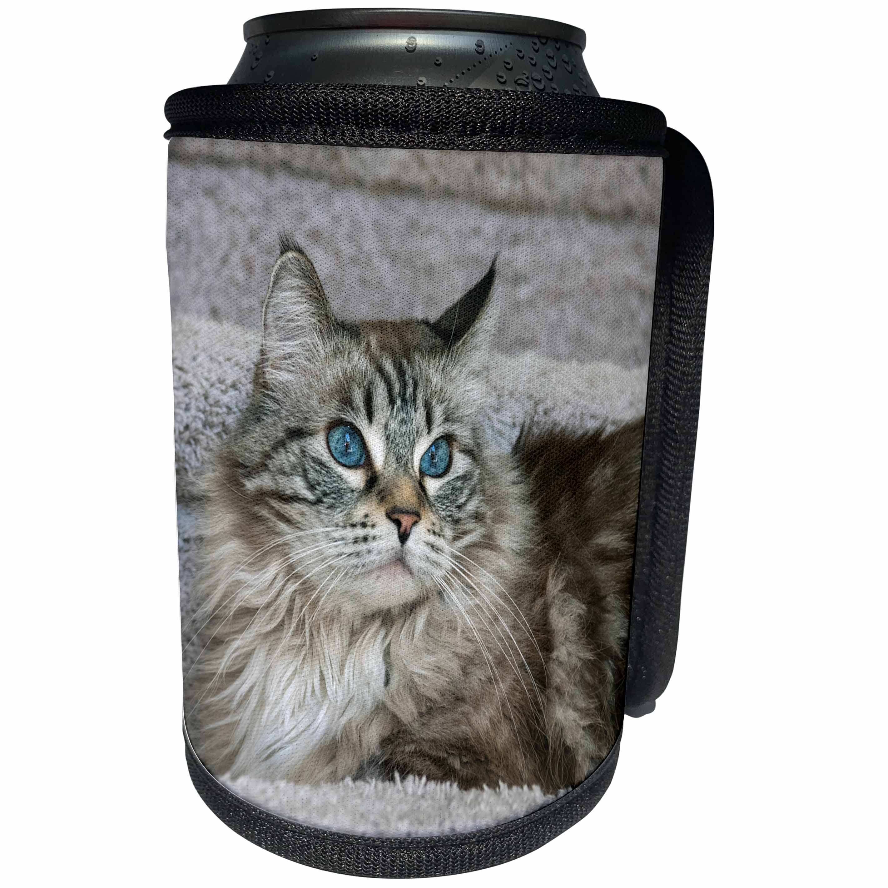 3dRose Danita Delimont - Cats - Portrait of a Cat - Can Cooler Bottle Wrap (cc_278676)