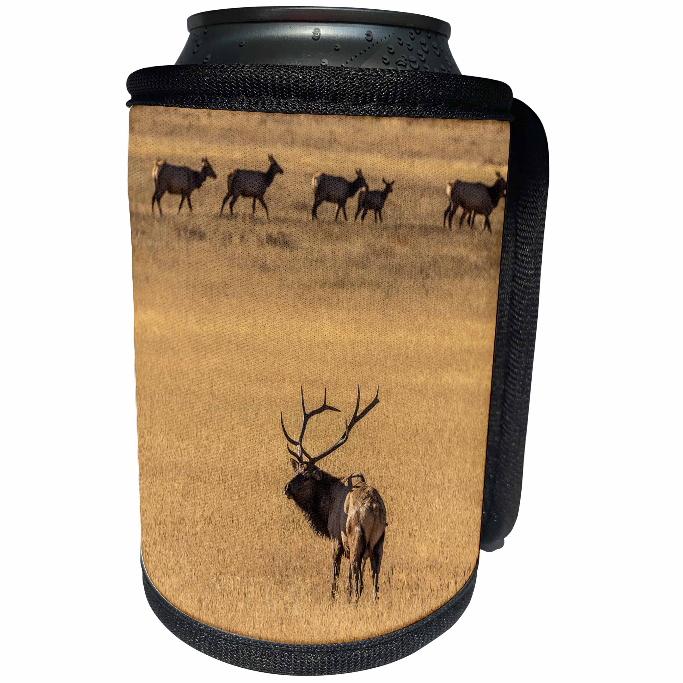 3dRose Danita Delimont - Elk - USA, Colorado, Rocky Mountain NP. Male elk in field with females. - Can Cooler Bottle Wrap (cc_278743)