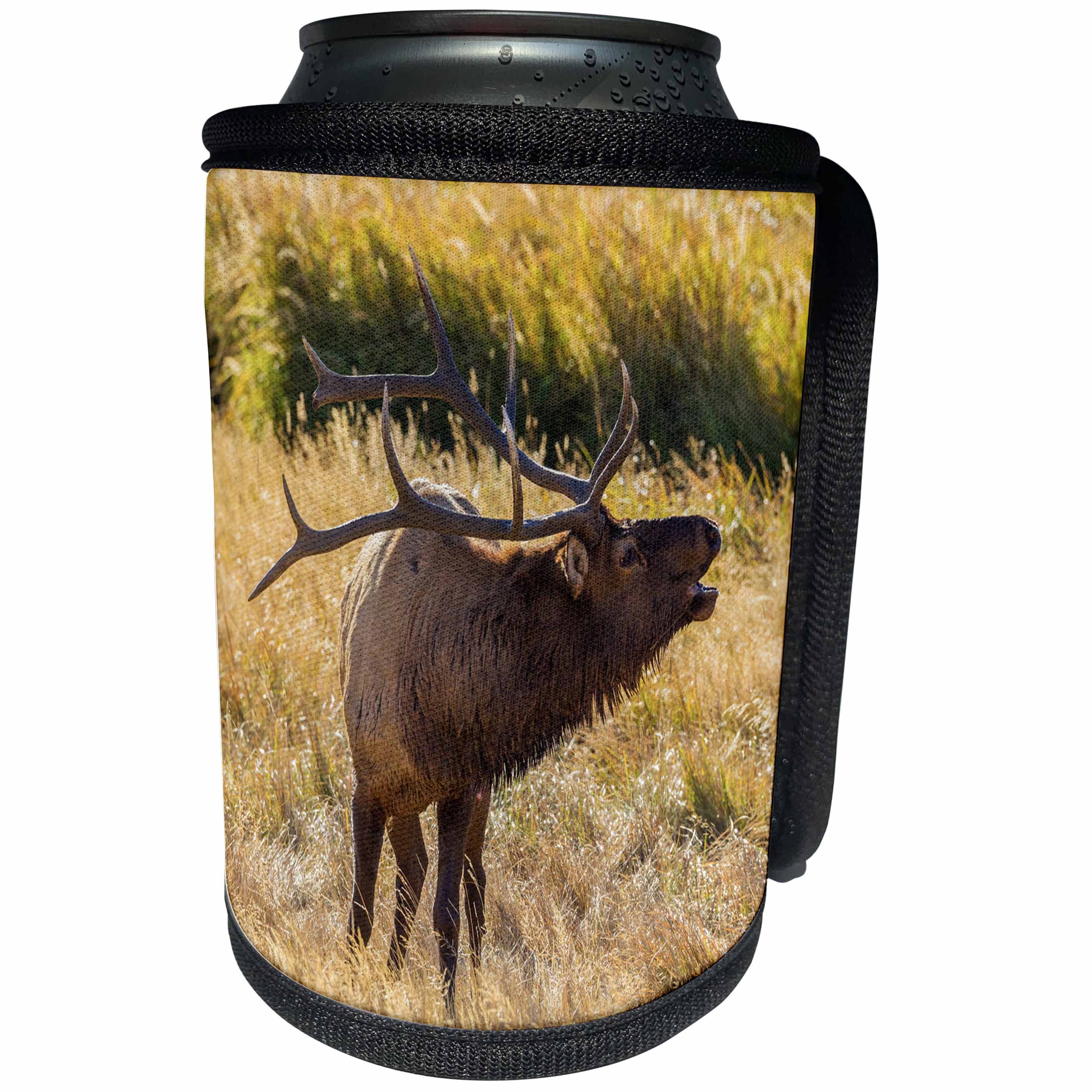3dRose Danita Delimont - Elk - USA, Colorado, Rocky Mountain NP. Male elk bugling in grassland. - Can Cooler Bottle Wrap (cc_278745)