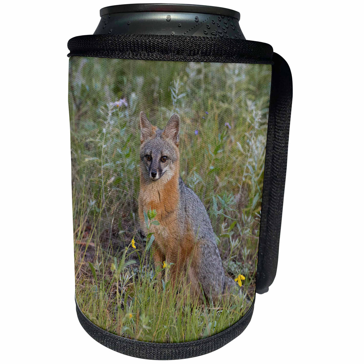 3dRose Danita Delimont - Foxes - USA, Colorado, Pike National Forest. Gray fox close up. - Can Cooler Bottle Wrap (cc_278789)