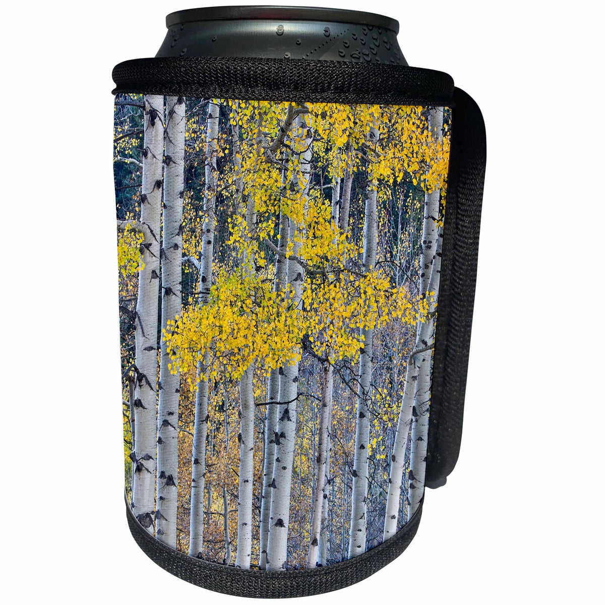 3dRose Danita Delimont - Forests - Aspen Grove in glowing golden colors of autumn, Colorado - Can Cooler Bottle Wrap (cc_278794)