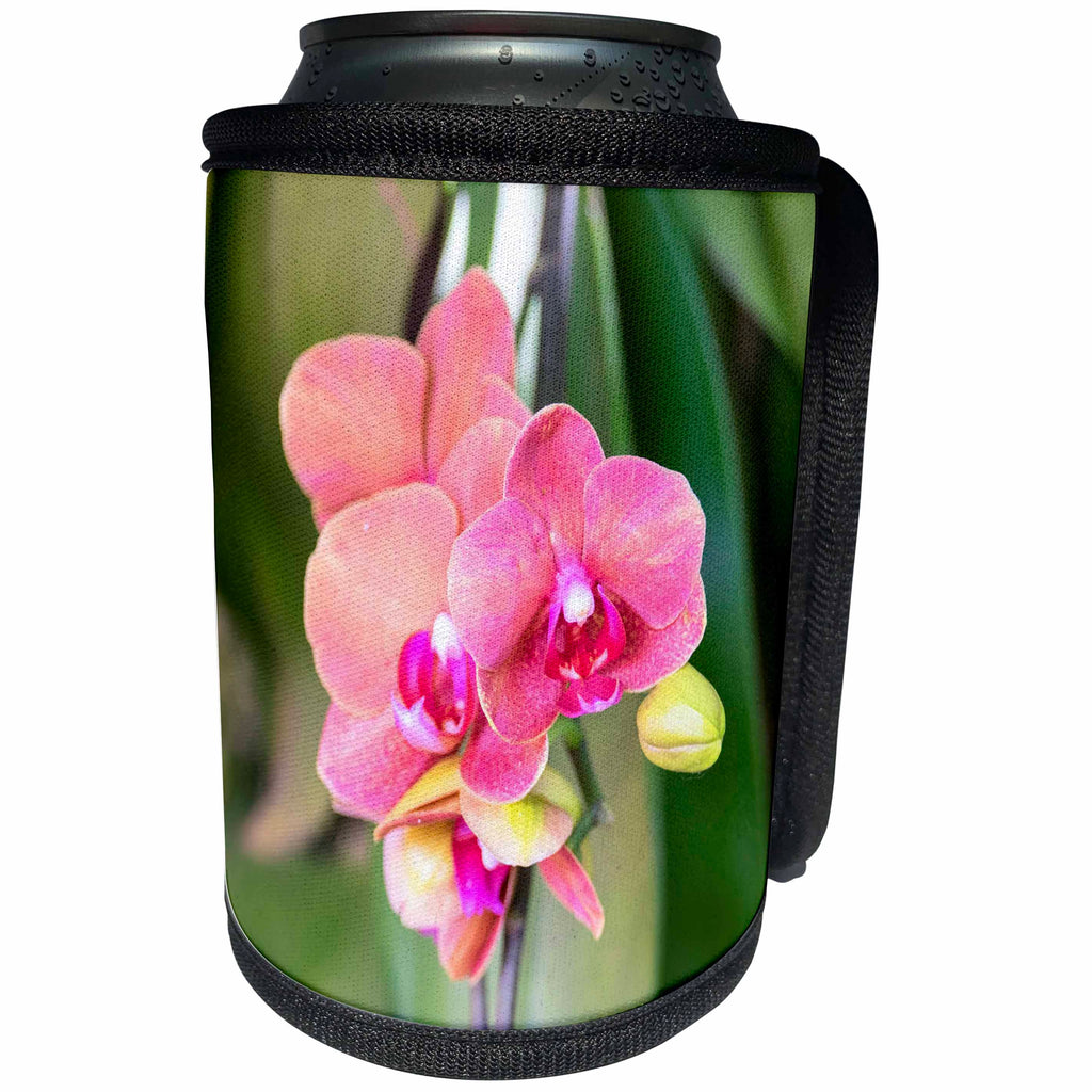 3dRose Danita Delimont - Flowers - Orchid flowers, USA - Can Cooler Bottle Wrap (cc_278872)