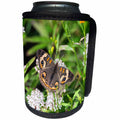 3dRose Danita Delimont - Hummingbirds - Common Buckeye butterfly, garden, USA - Can Cooler Bottle Wrap (cc_278875)