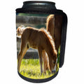 3dRose Danita Delimont - Baby animals - Baby Miniature horse colt along side of mare. - Can Cooler Bottle Wrap (cc_278882)