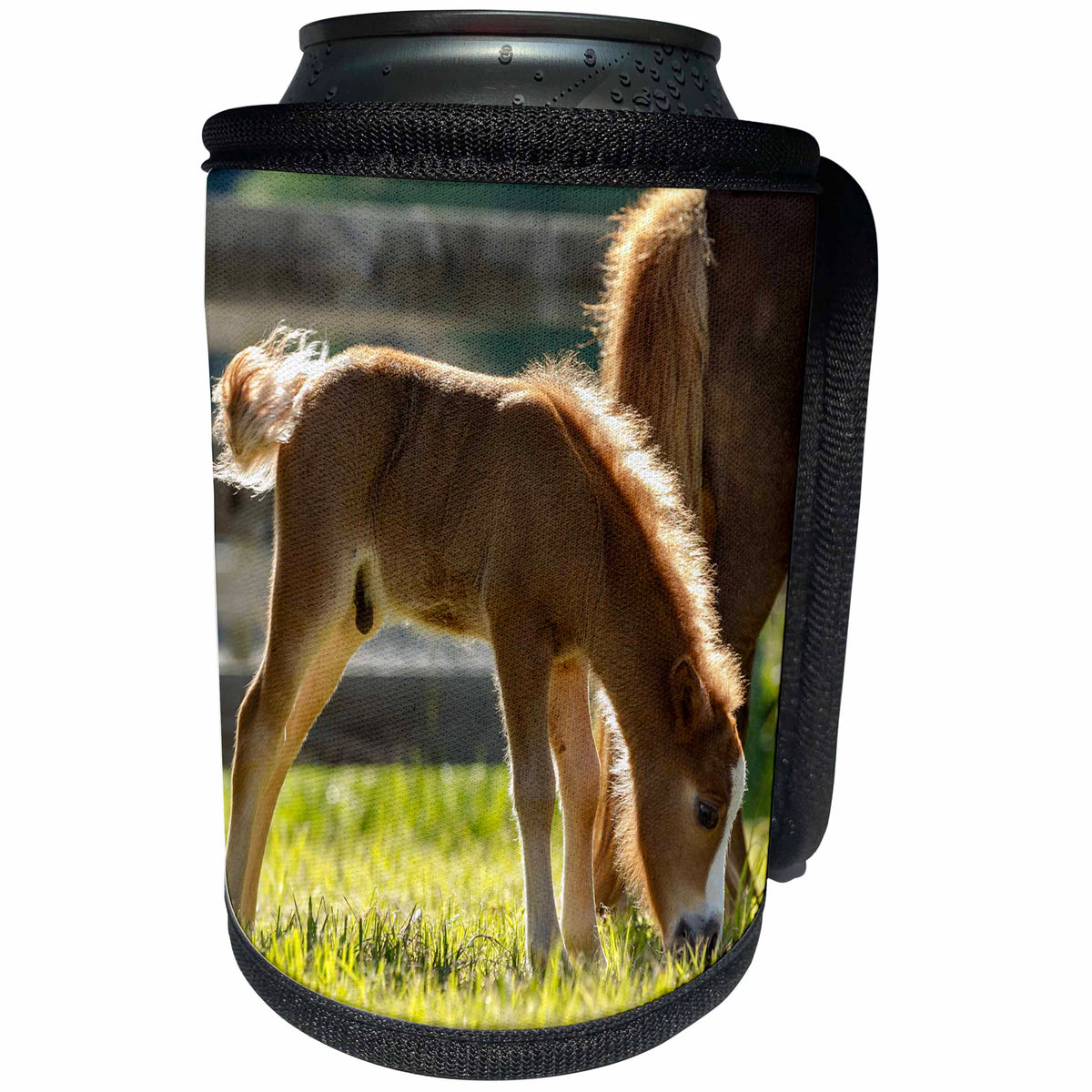 3dRose Danita Delimont - Baby animals - Baby Miniature horse colt along side of mare. - Can Cooler Bottle Wrap (cc_278882)