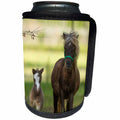 3dRose Danita Delimont - Horses - Miniature horse family - Can Cooler Bottle Wrap (cc_278883)