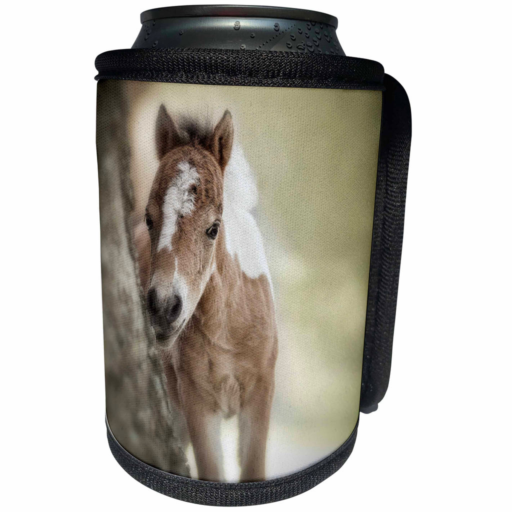 3dRose Danita Delimont - Baby animals - Baby miniature American Paint Horse colt in a pasture. - Can Cooler Bottle Wrap (cc_278887)