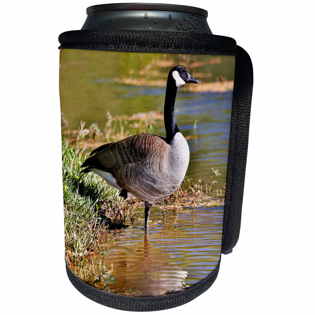 3dRose Danita Delimont - Birds - Canada Goose lakeside reflection, Georgia - Can Cooler Bottle Wrap (cc_278892)