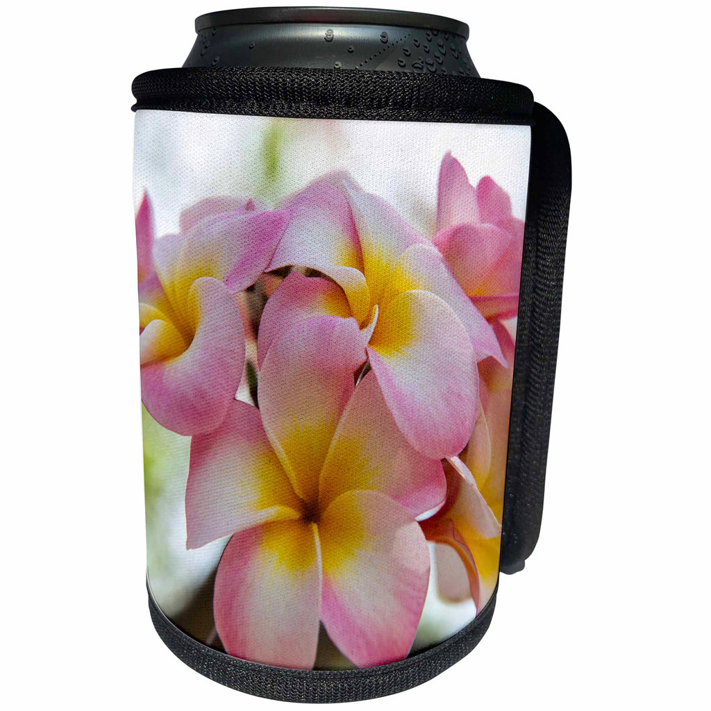 3dRose Danita Delimont - Flowers - USA, Hawaii, Oahu, Plumeria flower in a garden. - Can Cooler Bottle Wrap (cc_278961)