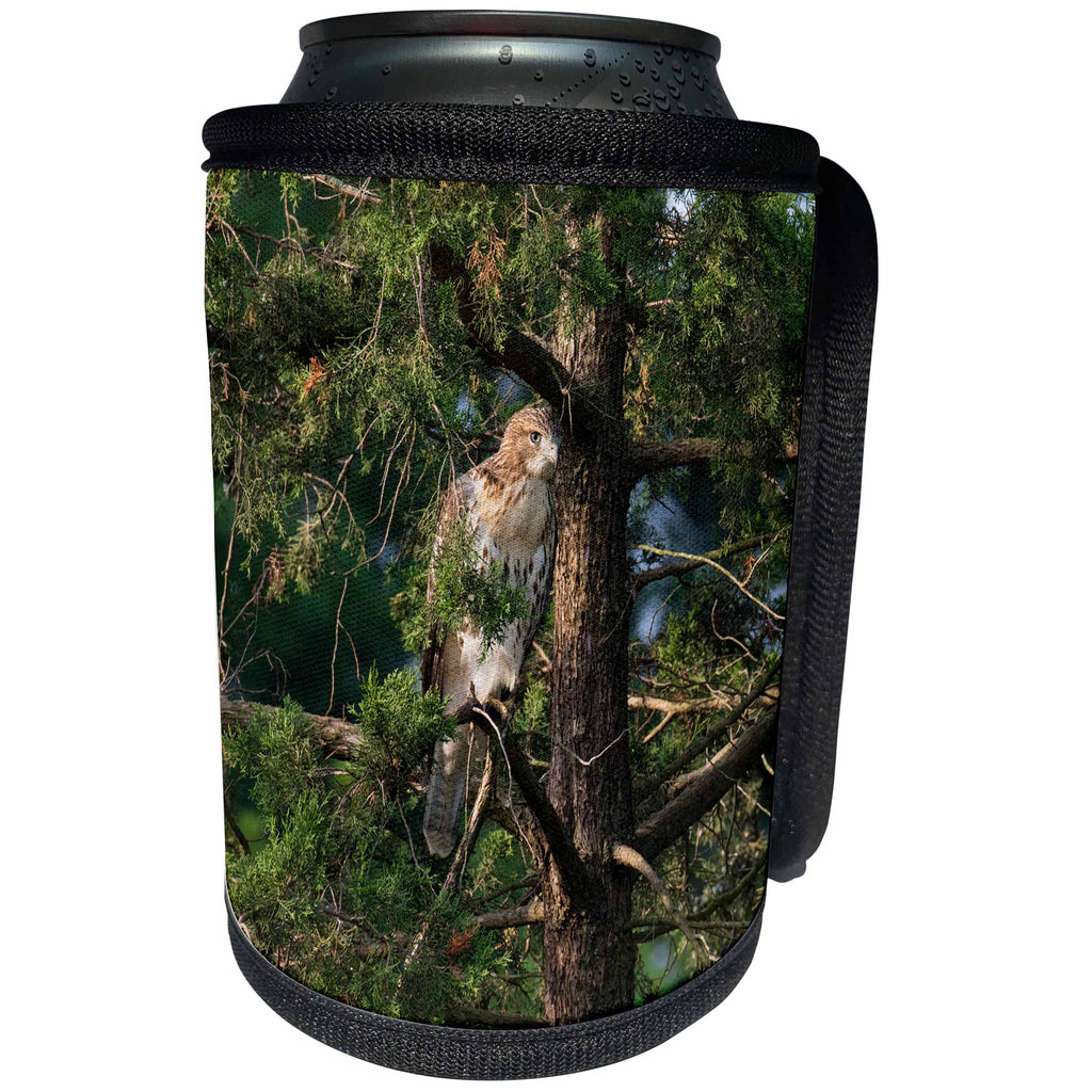 3dRose Danita Delimont - Birds of prey - Red shouldered Hawk, Buteo Lineatus, immature, Marion County, Illinois - Can Cooler Bottle Wrap (cc_278999)