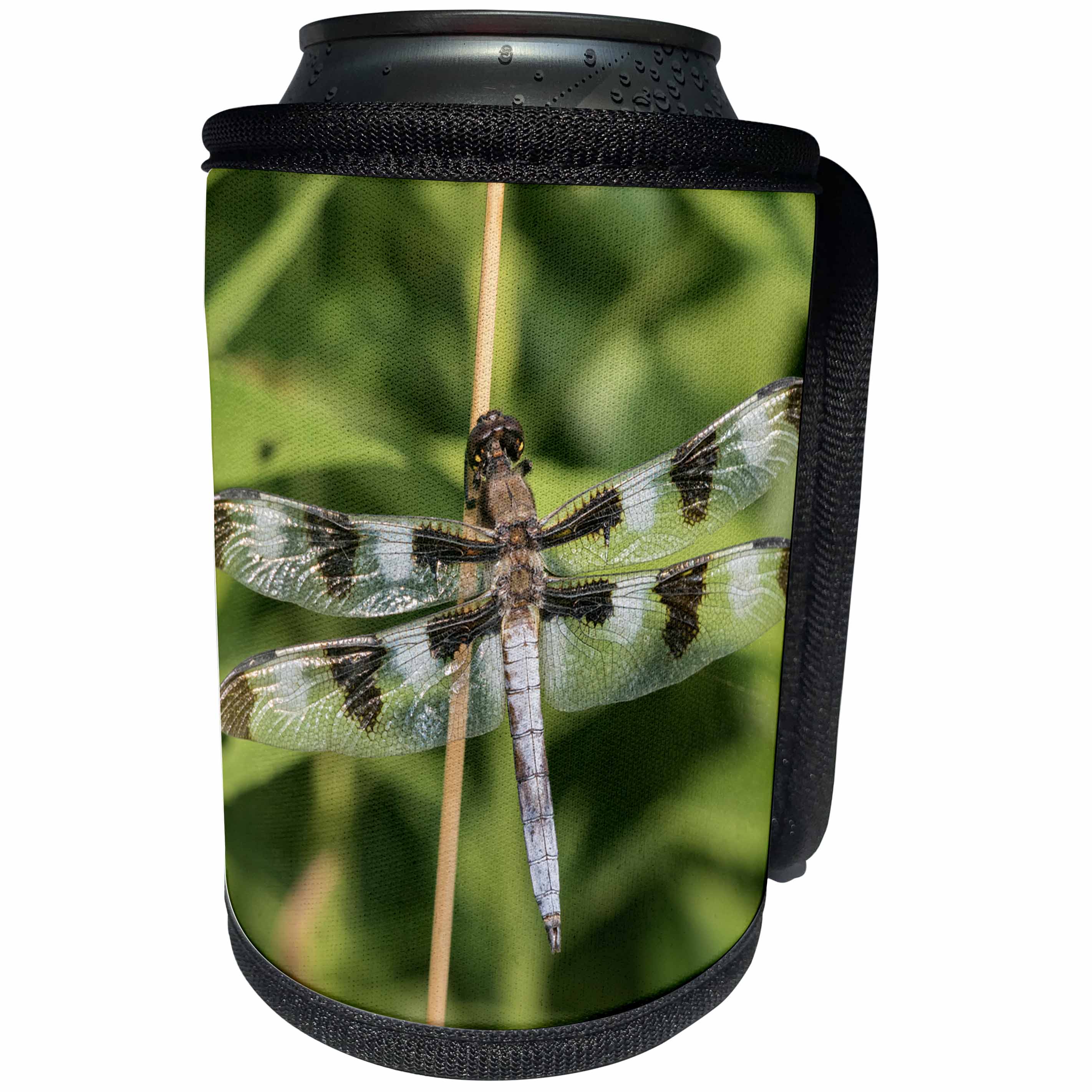 3dRose Danita Delimont - Insects - Twelve spotted Skimmer male in wetland Marion County, Illinois - Can Cooler Bottle Wrap (cc_279016)