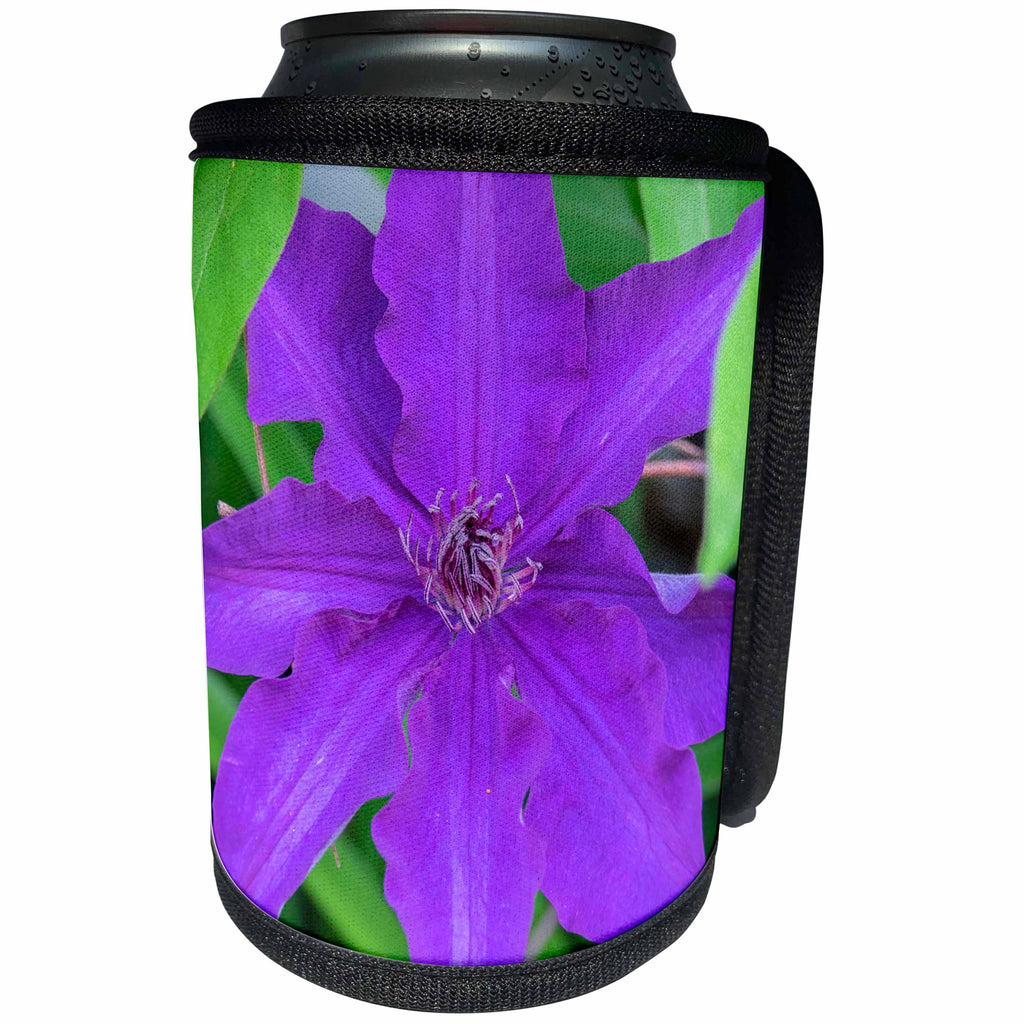 3dRose Danita Delimont - Flowers - Purple Clematis flower, Reading, Massachusetts, USA - Can Cooler Bottle Wrap (cc_279040)