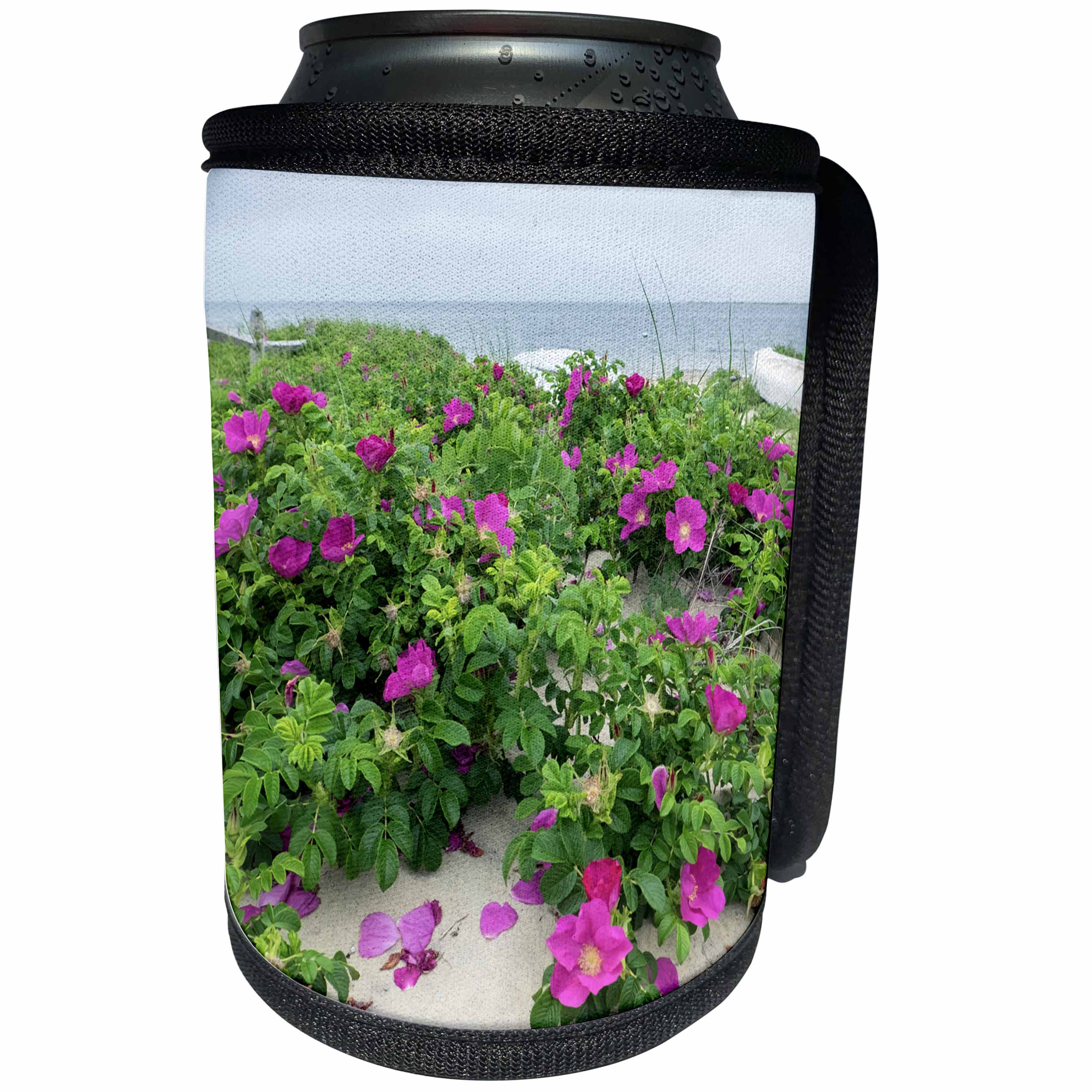 3dRose Danita Delimont - Beachse - Beach roses, Madaket, Nantucket, Massachusetts, USA - Can Cooler Bottle Wrap (cc_279050)