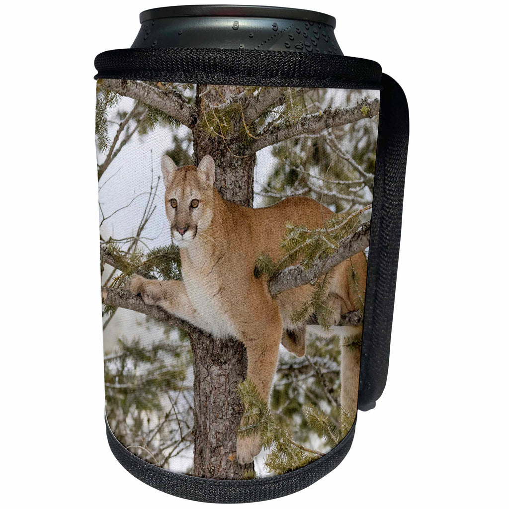 3dRose Danita Delimont - Big Cats - Mountain lion in tree, Montana - Can Cooler Bottle Wrap (cc_279060)