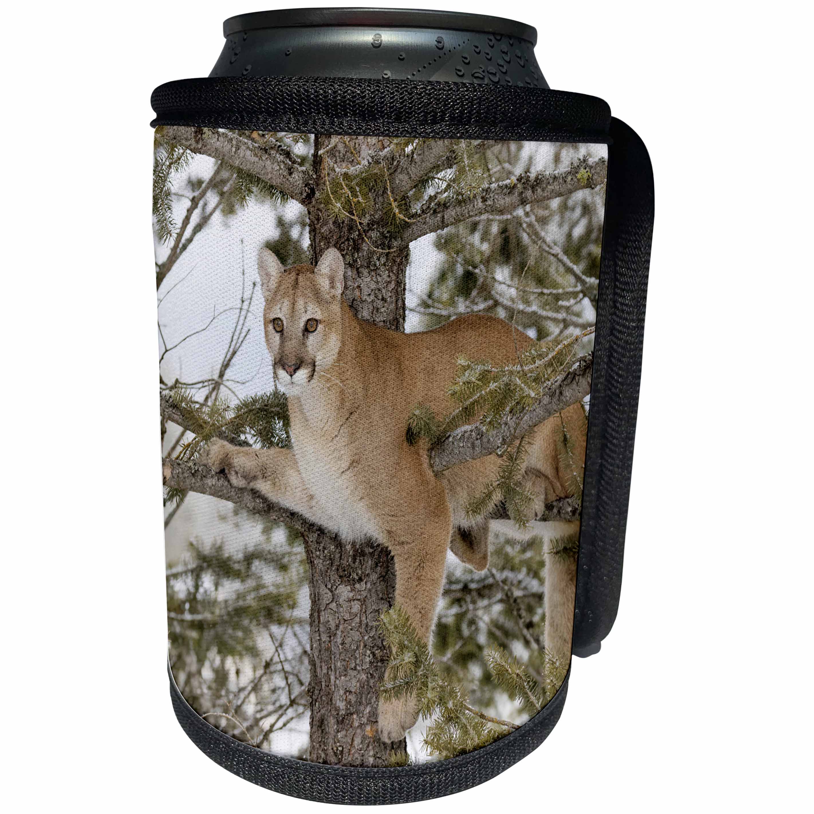 3dRose Danita Delimont - Big Cats - Mountain lion in tree, Montana - Can Cooler Bottle Wrap (cc_279060)
