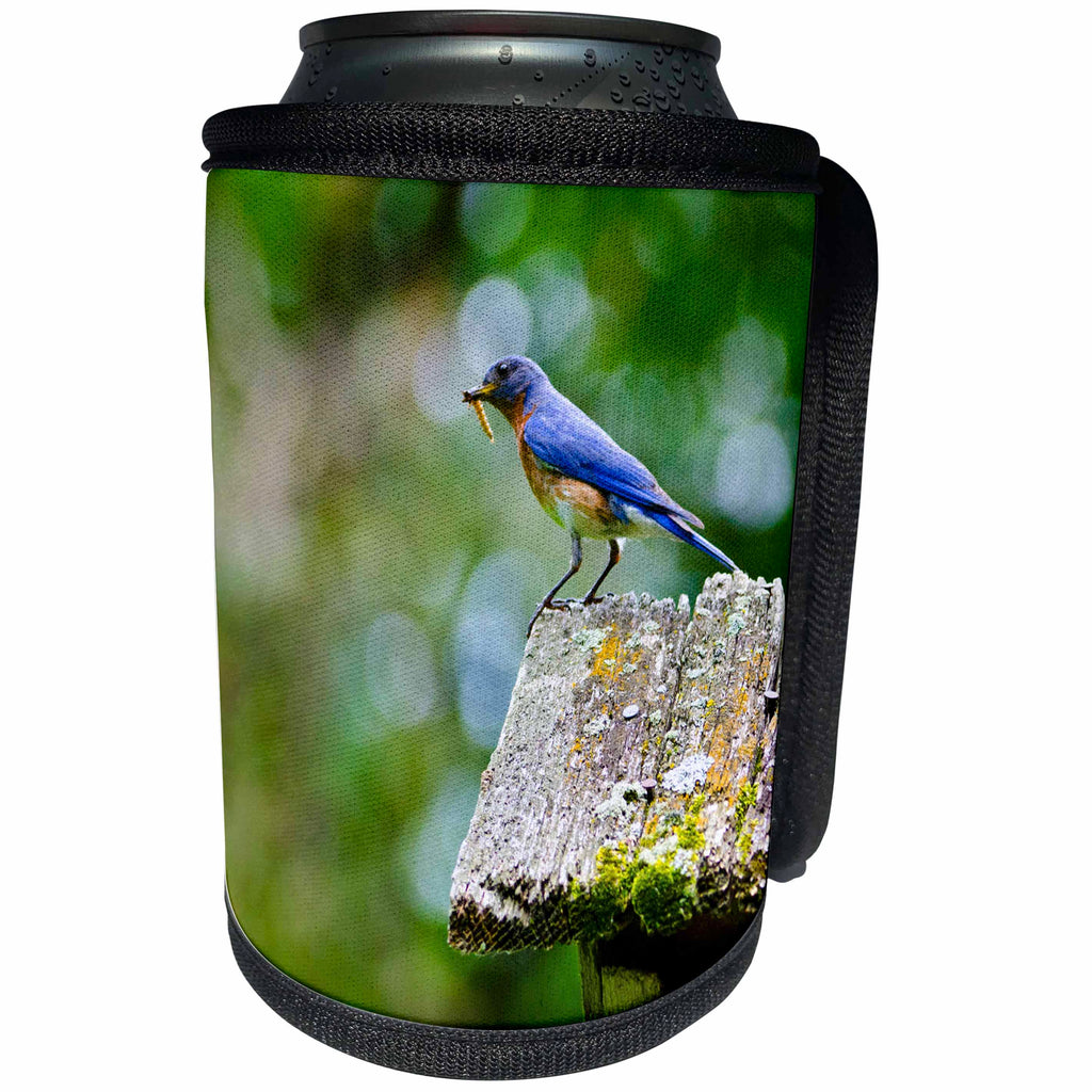 3dRose Danita Delimont - Songbirds - USA, Minnesota, Mendota Heights, Eastern Bluebird - Can Cooler Bottle Wrap (cc_279118)