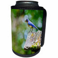 3dRose Danita Delimont - Songbirds - USA, Minnesota, Mendota Heights, Eastern Bluebird - Can Cooler Bottle Wrap (cc_279118)