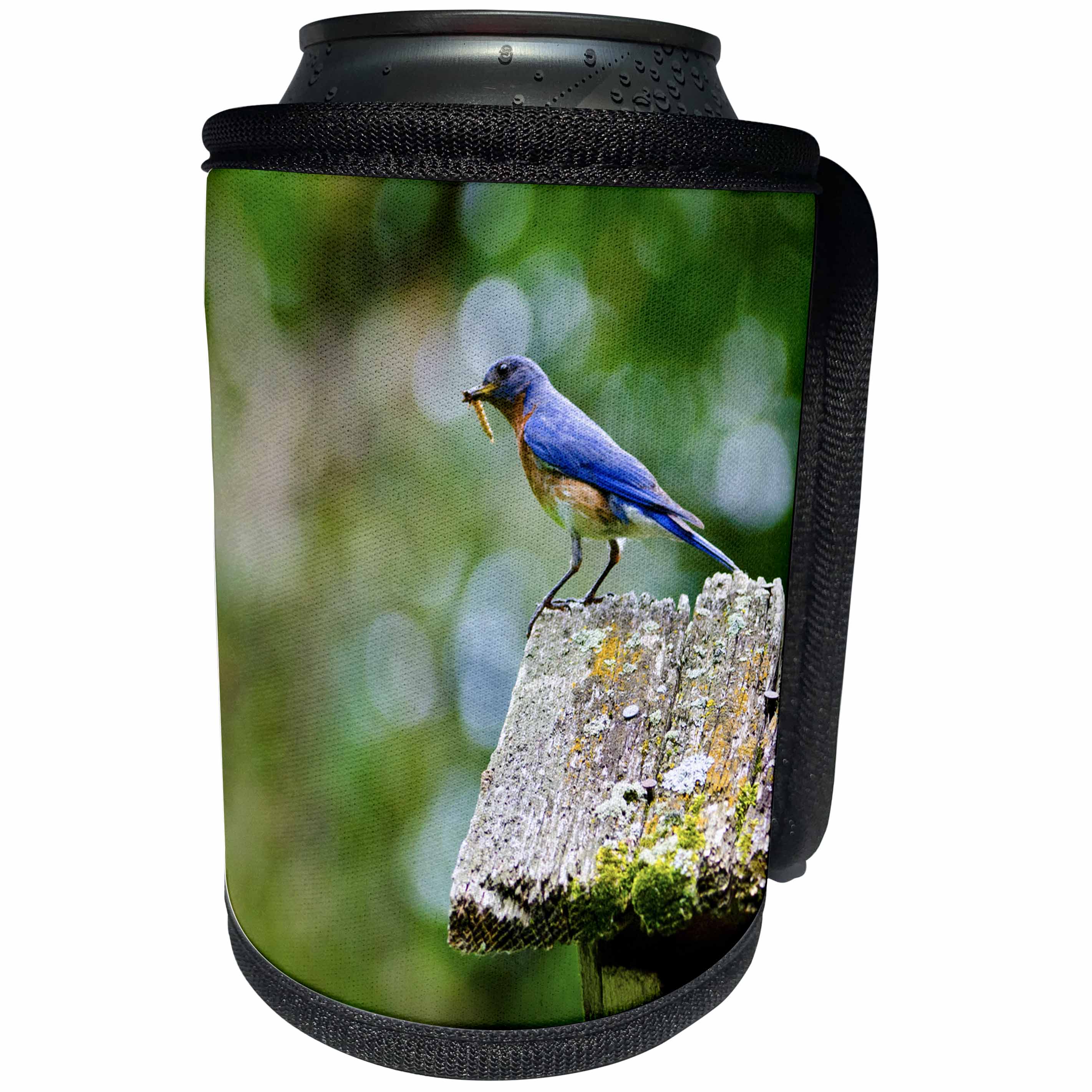 3dRose Danita Delimont - Songbirds - USA, Minnesota, Mendota Heights, Eastern Bluebird - Can Cooler Bottle Wrap (cc_279118)