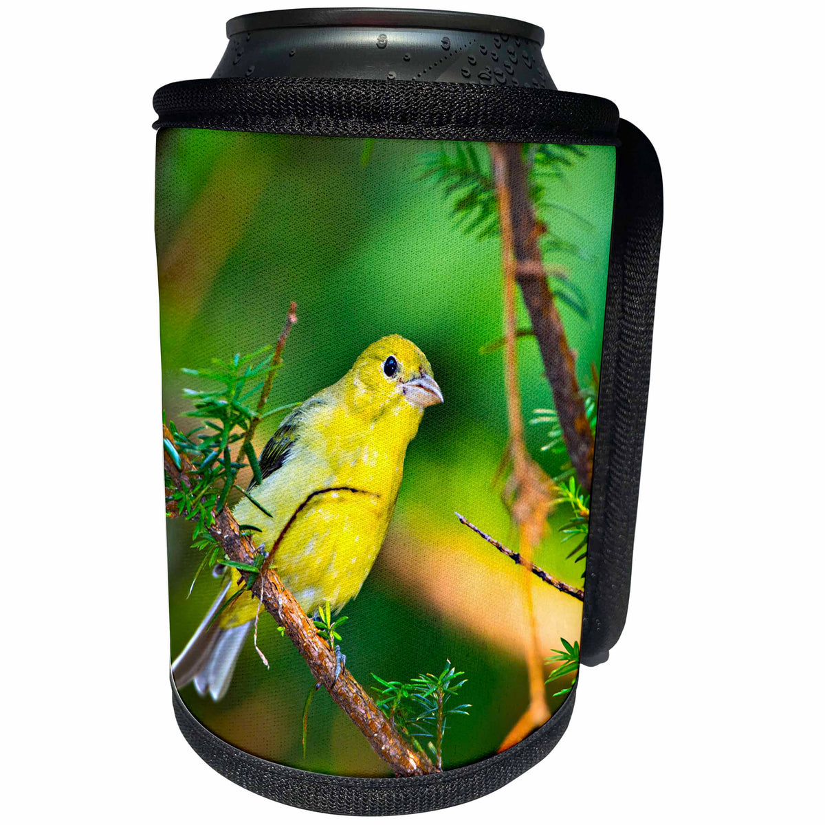 3dRose Danita Delimont - Songbirds - USA, Minnesota, Mendota Heights, Mohican Lane, American Goldfinch - Can Cooler Bottle Wrap (cc_279123)