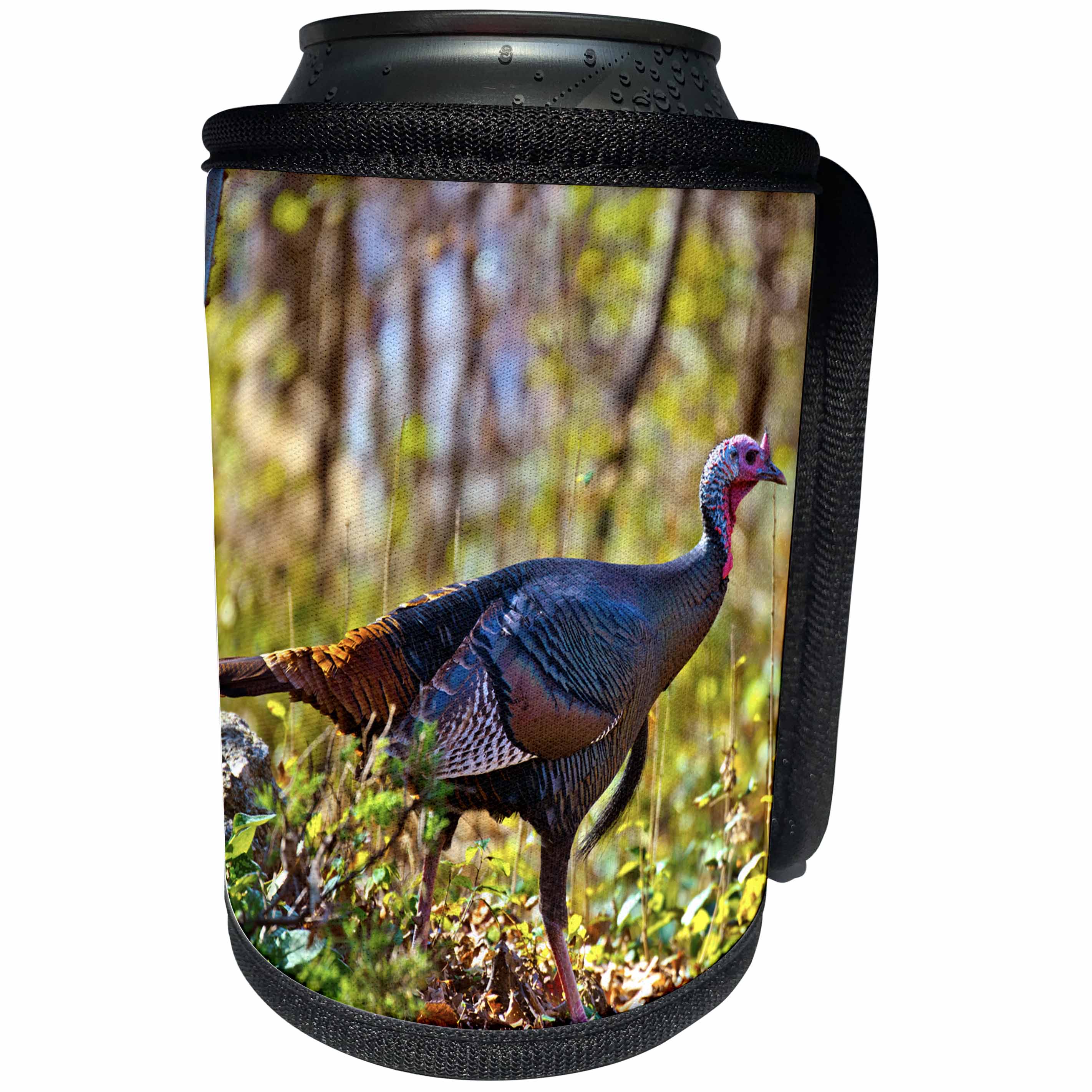 3dRose Danita Delimont - Game Birds - USA, Minnesota, Mendota Heights, Wild Turkey - Can Cooler Bottle Wrap (cc_279125)