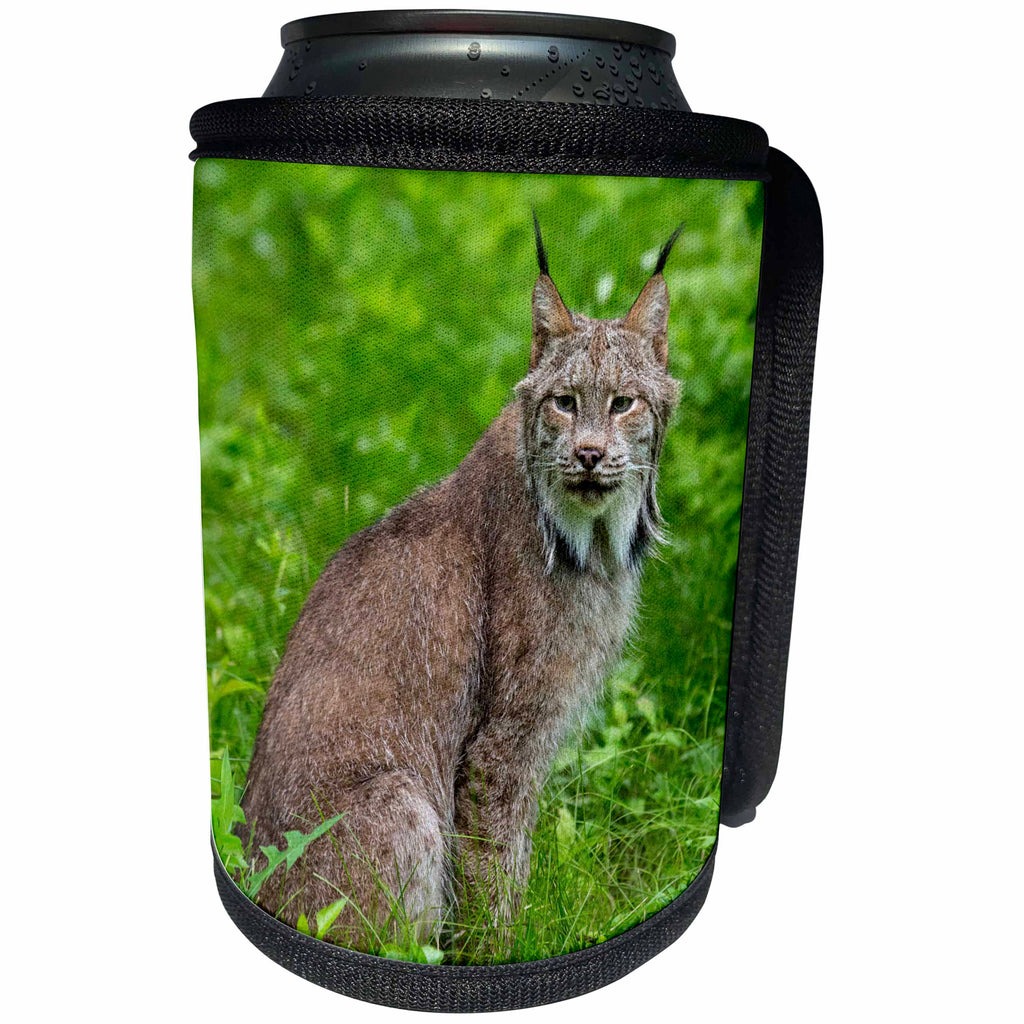 3dRose Danita Delimont - Big Cats - USA, Minnesota, Sandstone, Lynx - Can Cooler Bottle Wrap (cc_279134)