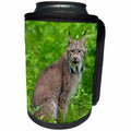 3dRose Danita Delimont - Big Cats - USA, Minnesota, Sandstone, Lynx - Can Cooler Bottle Wrap (cc_279134)