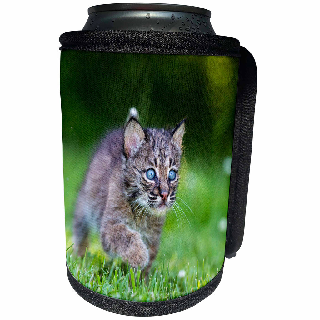 3dRose Danita Delimont - Baby animals - USA, Minnesota, Sandstone, Baby Bobcat, Kitten - Can Cooler Bottle Wrap (cc_279135)