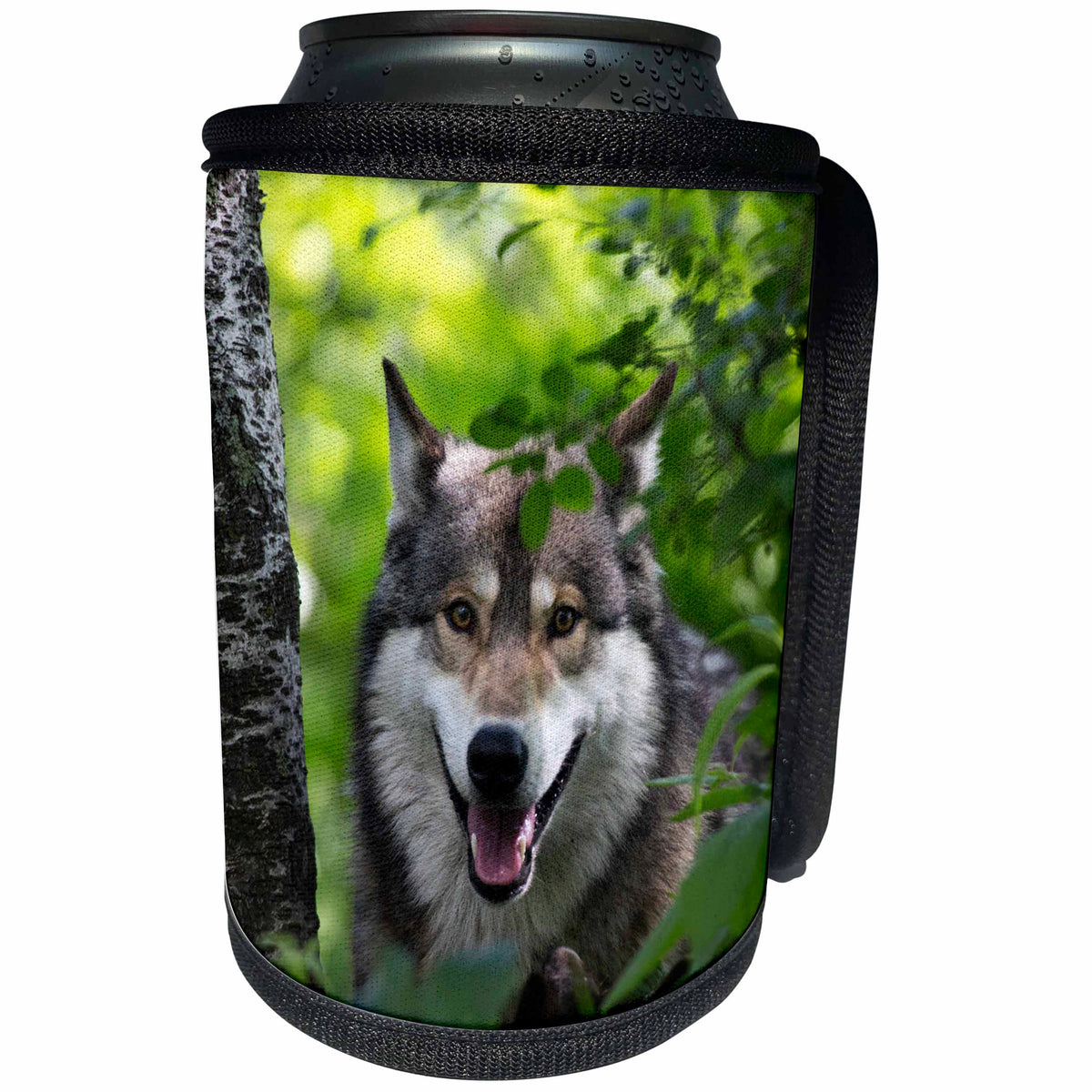 3dRose Danita Delimont - Wolves - USA, Minnesota, Sandstone, Wolf - Can Cooler Bottle Wrap (cc_279137)
