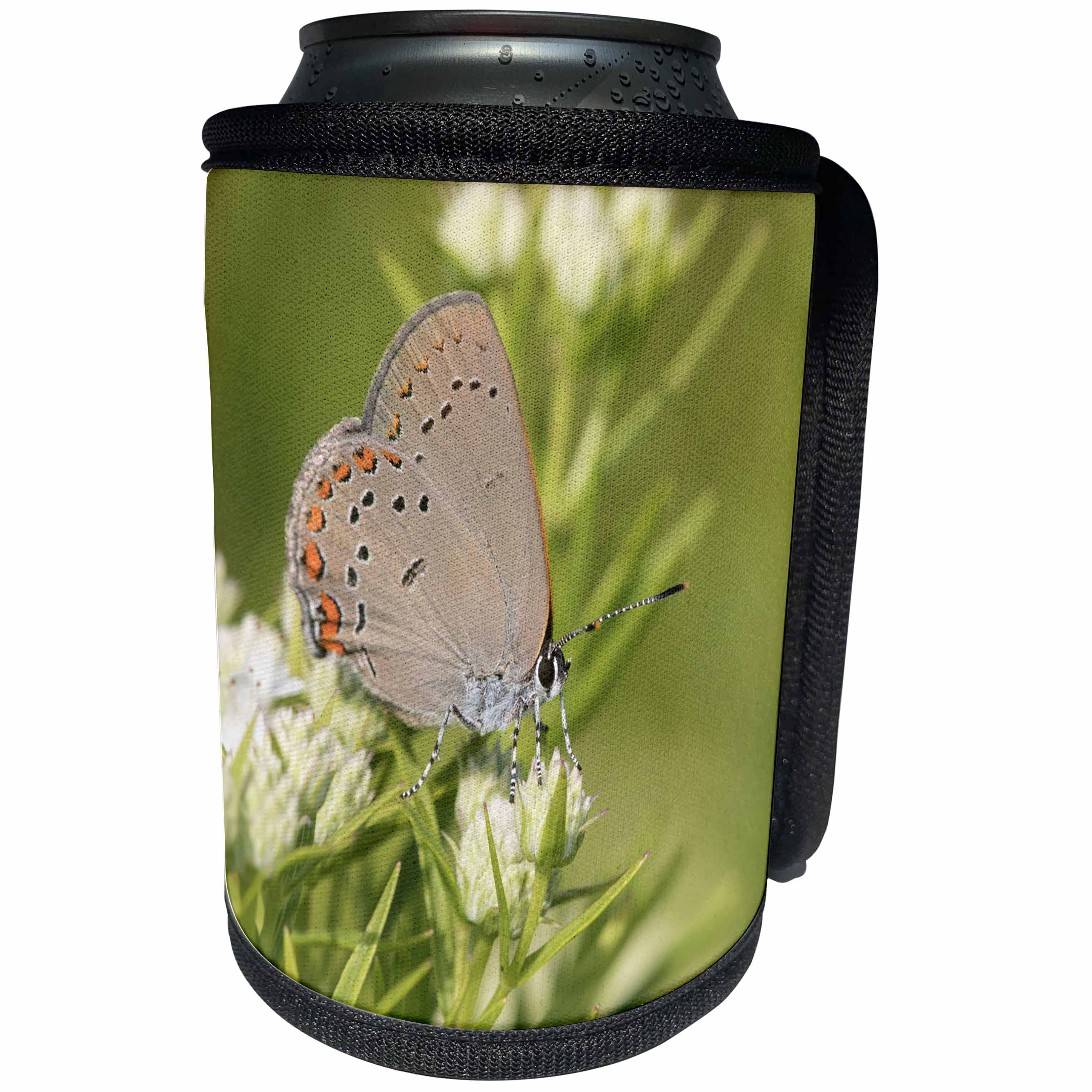 3dRose Danita Delimont - Butterflies - Coral Hairstreak on Slender Mountain Mint, Reynolds Co., Missouri - Can Cooler Bottle Wrap (cc_279154)