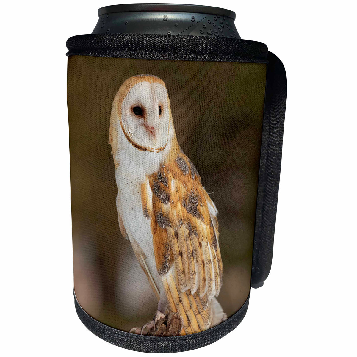 3dRose Danita Delimont - Owls - Barn Owl, Tyto alba, Montana - Can Cooler Bottle Wrap (cc_279158)