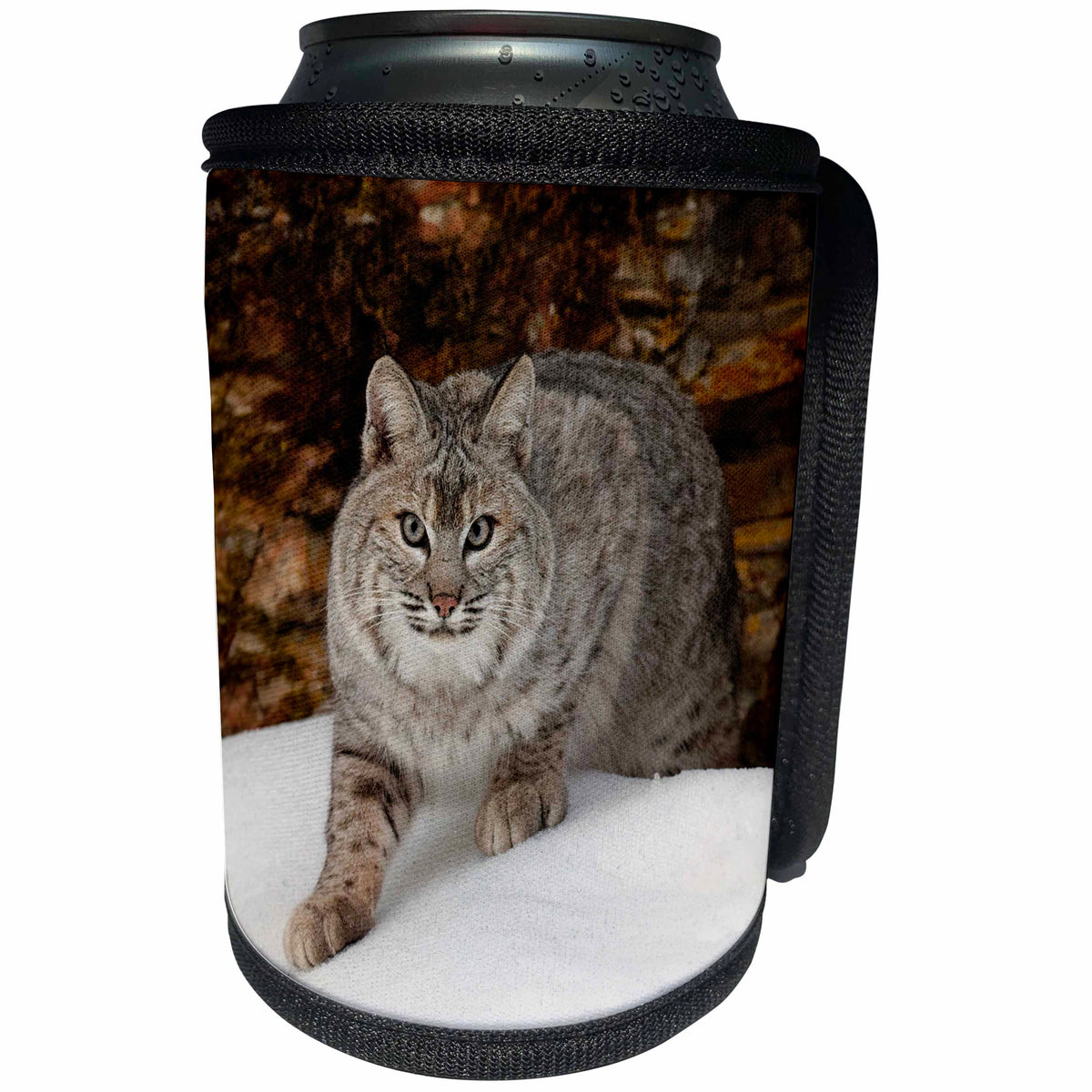 3dRose Danita Delimont - Big Cats - Bobcat prowling in winter snow, Montana - Can Cooler Bottle Wrap (cc_279161)