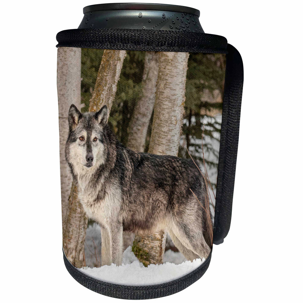 3dRose Danita Delimont - Wolves - Gray Wolf stands poud in winter scenic, canis lupus, Montana - Can Cooler Bottle Wrap (cc_279165)