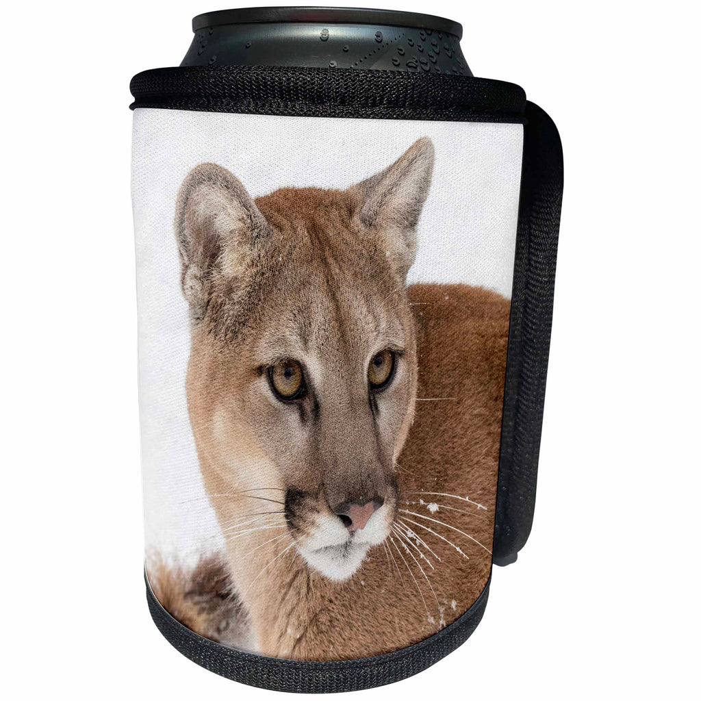 3dRose Danita Delimont - Big Cats - Mountain Lion looking regal in winter, Montana - Can Cooler Bottle Wrap (cc_279169)