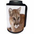 3dRose Danita Delimont - Big Cats - Mountain Lion looking regal in winter, Montana - Can Cooler Bottle Wrap (cc_279169)