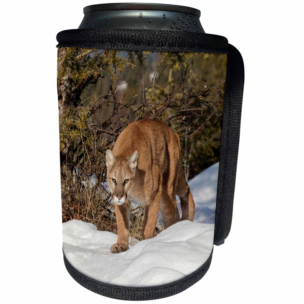 3dRose Danita Delimont - Big Cats - Mountain Lion walking over snow in winter, Montana - Can Cooler Bottle Wrap (cc_279170)