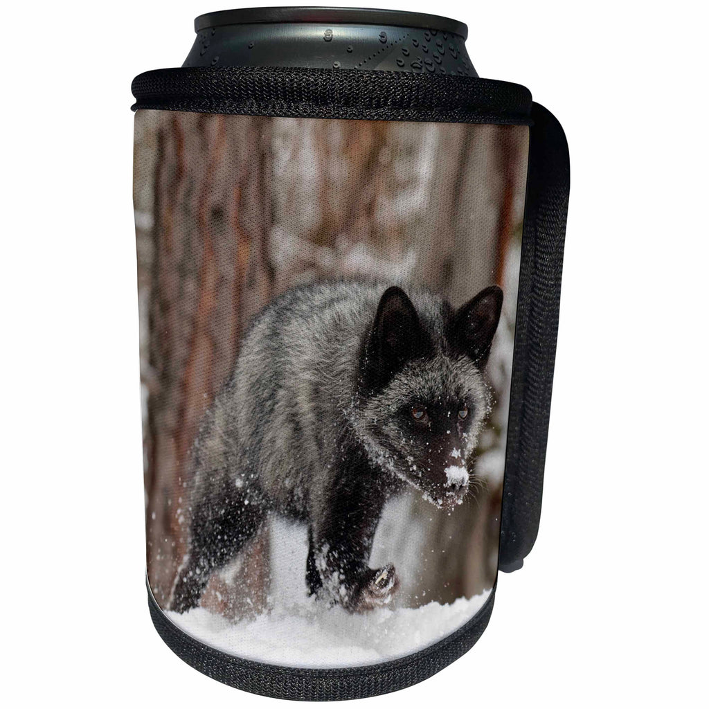 3dRose Danita Delimont - Foxes - Silver Fox a melanistic form of the red fox, Montana - Can Cooler Bottle Wrap (cc_279177)