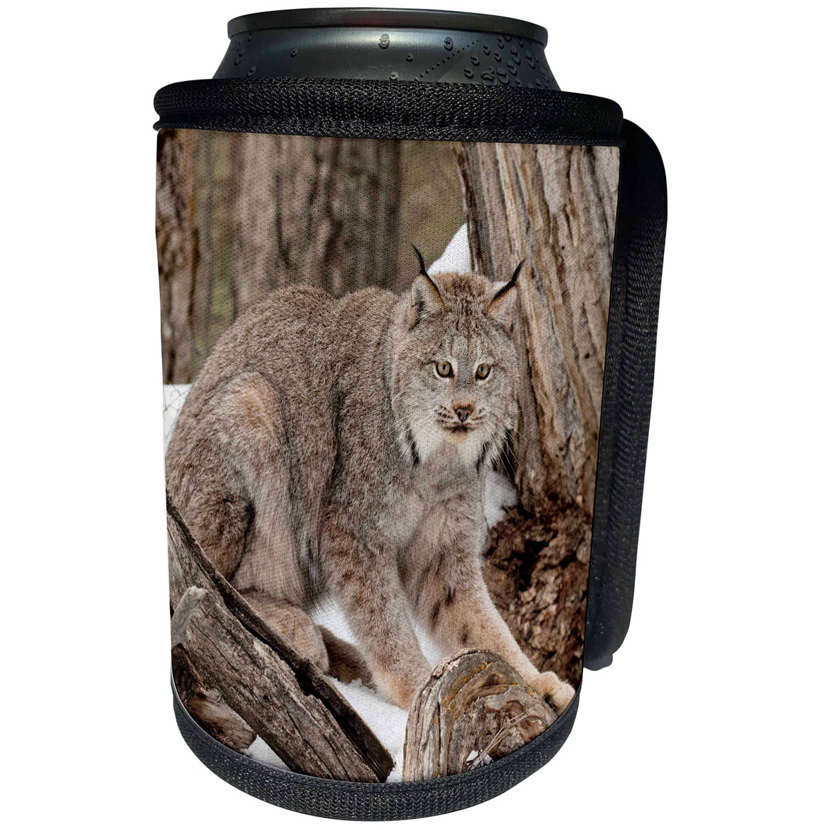 3dRose Danita Delimont - Big Cats - Canada Lynx in winter, Montana. - Can Cooler Bottle Wrap (cc_279181)