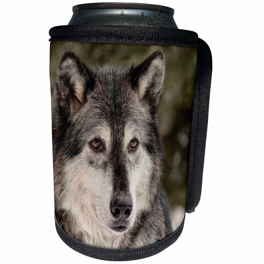 3dRose Danita Delimont - Wolves - Gray Wolf or Timber Wolf in winter, Canis lupus, Montana - Can Cooler Bottle Wrap (cc_279184)