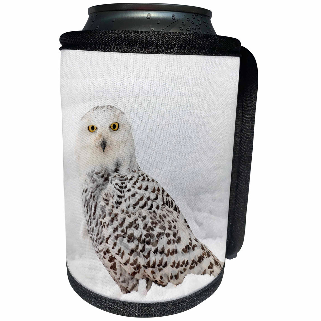 3dRose Danita Delimont - Owls - Snowy Owl on snow, Montana - Can Cooler Bottle Wrap (cc_279187)