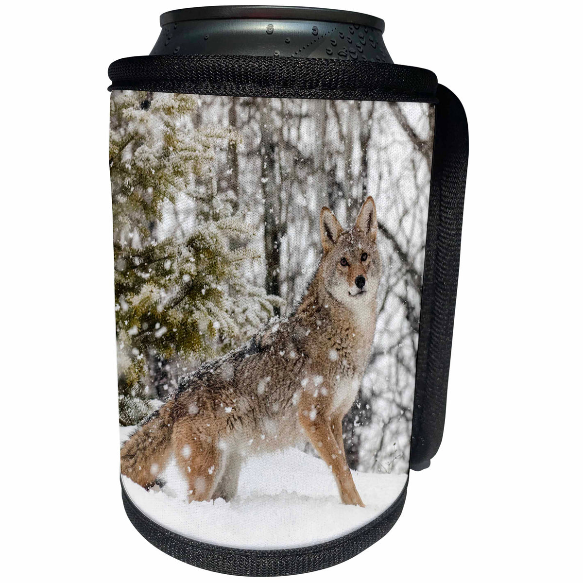 3dRose Danita Delimont - Coyotes - Coyote playing in snow, Montana - Can Cooler Bottle Wrap (cc_279190)