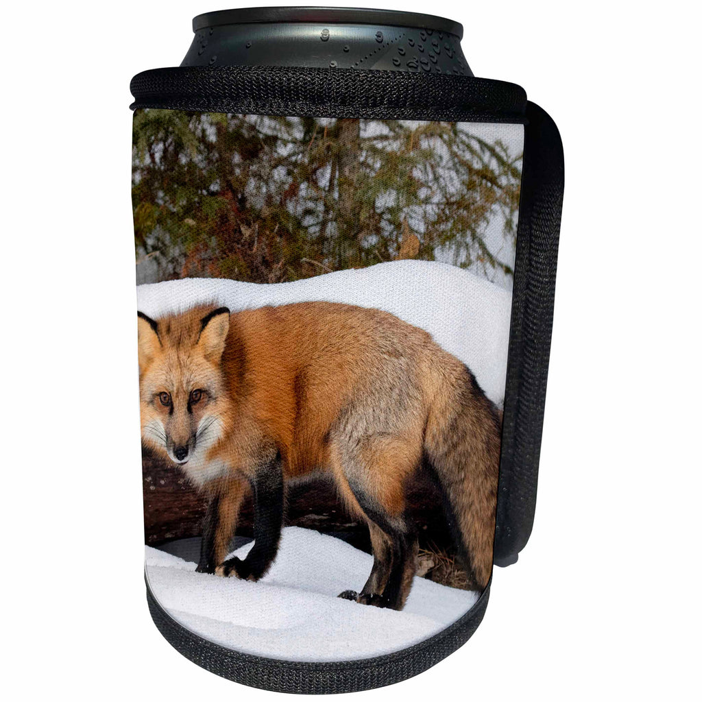 3dRose Danita Delimont - Foxes - Red Fox in winter, Montana - Can Cooler Bottle Wrap (cc_279191)