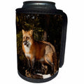 3dRose Danita Delimont - Foxes - Red Fox looks around curioulsy, Montana - Can Cooler Bottle Wrap (cc_279207)