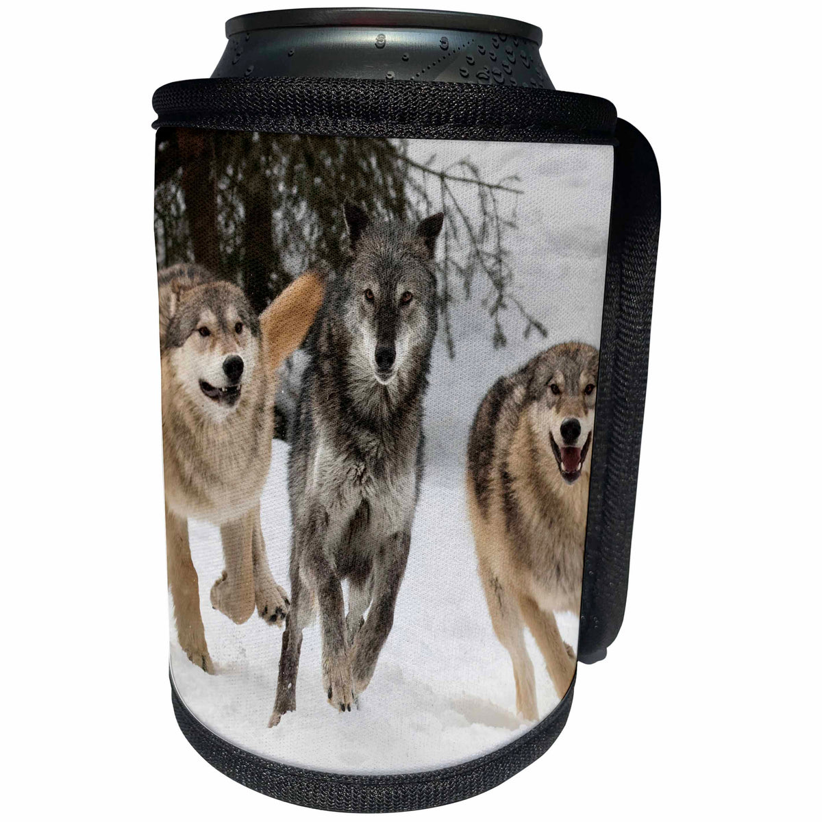 3dRose Danita Delimont - Wolves - Gray Wolf pack behavior in winter, Montana - Can Cooler Bottle Wrap (cc_279208)