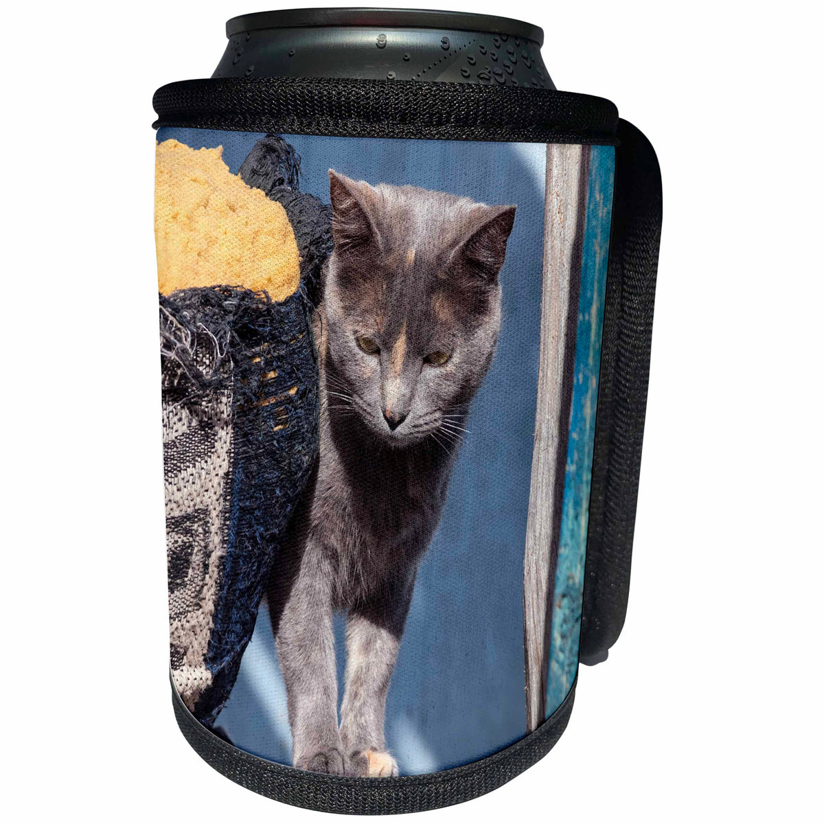 3dRose Danita Delimont - Cats - Cat and sofa - Can Cooler Bottle Wrap (cc_279252)