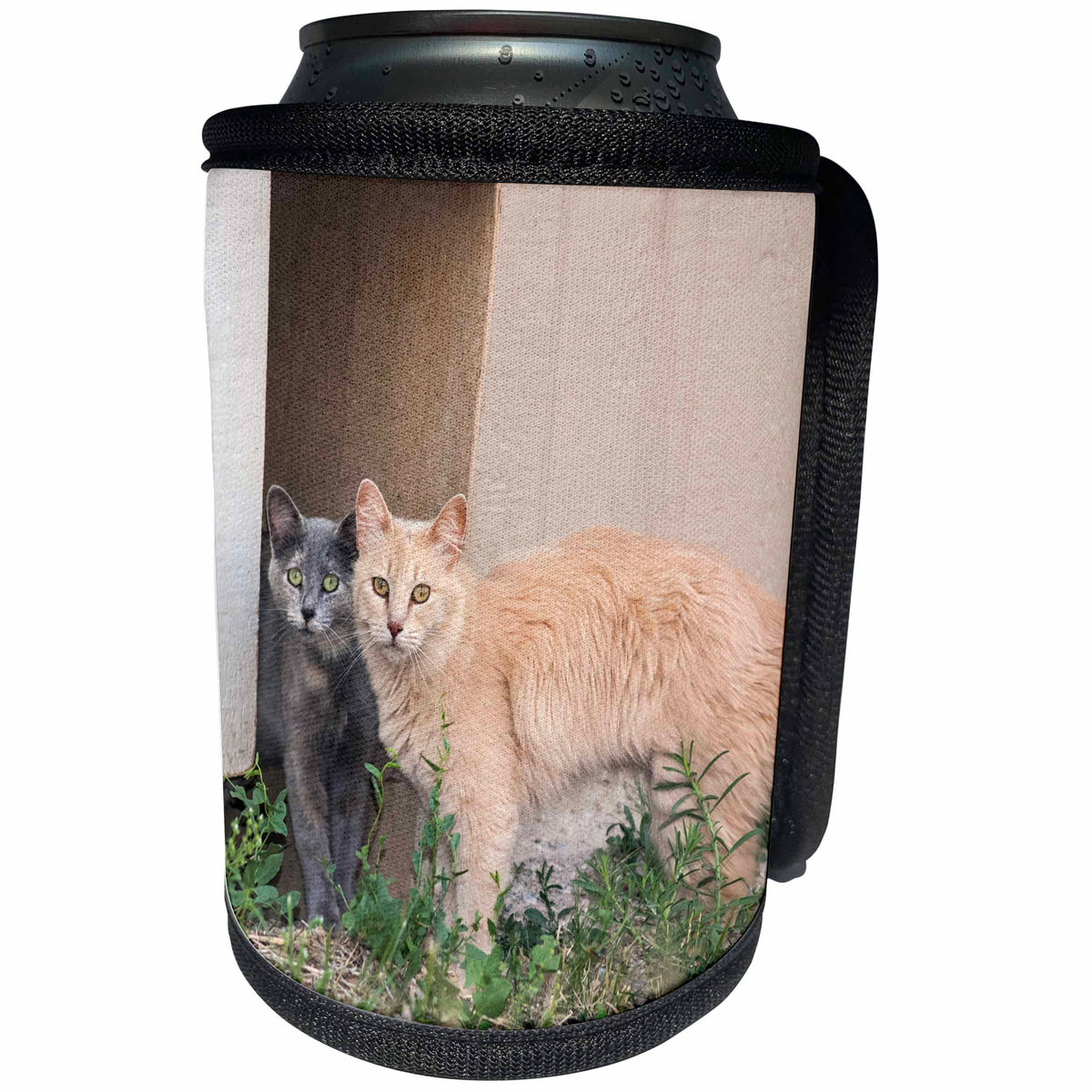 3dRose Danita Delimont - Cats - Two Cats watching - Can Cooler Bottle Wrap (cc_279253)