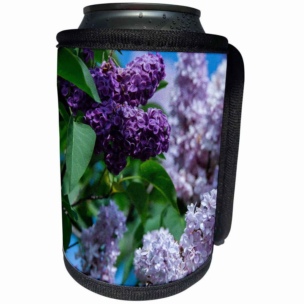 3dRose Danita Delimont - Flowers - New York. Lilac flowers in bloom. - Can Cooler Bottle Wrap (cc_279256)