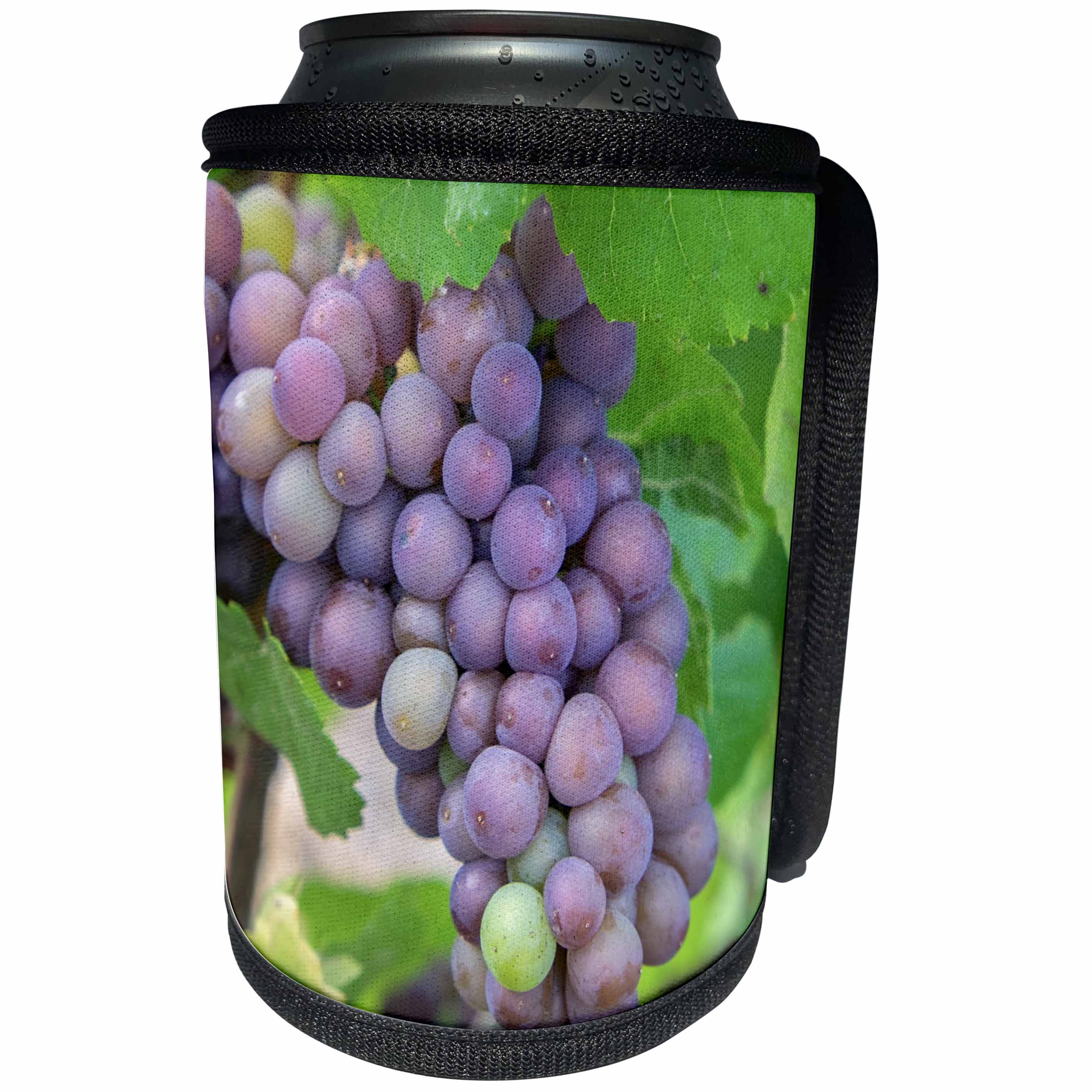3dRose Danita Delimont - Vineyards - Purple wine grapes On Vine, New York, Usa - Can Cooler Bottle Wrap (cc_279266)