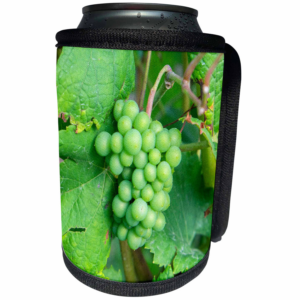 3dRose Danita Delimont - Vineyards - Green Grapes On Vine, New York, Usa - Can Cooler Bottle Wrap (cc_279267)