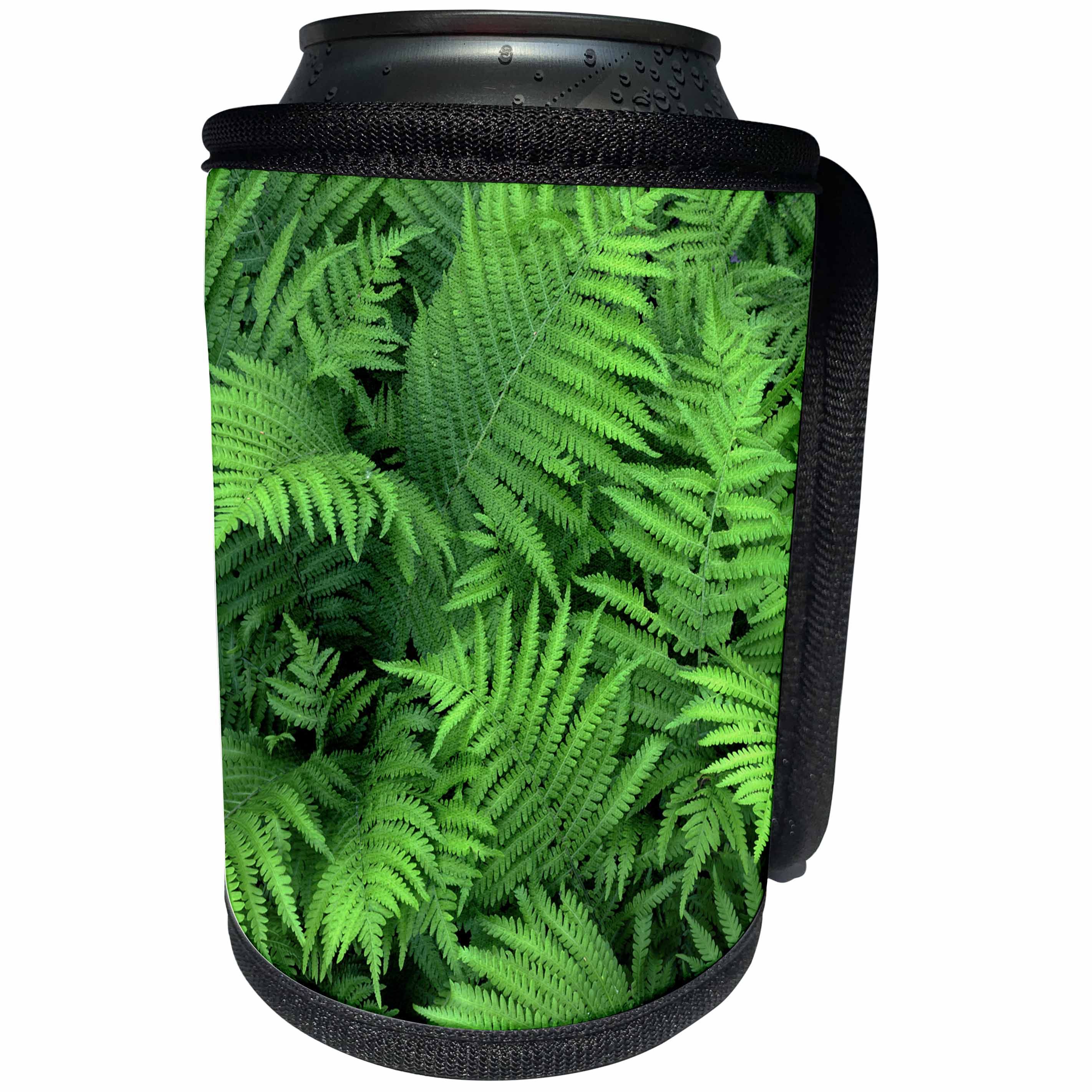 3dRose Danita Delimont - Patterns - Oregon, Portland, Bracken fern in spring. - Can Cooler Bottle Wrap (cc_279347)