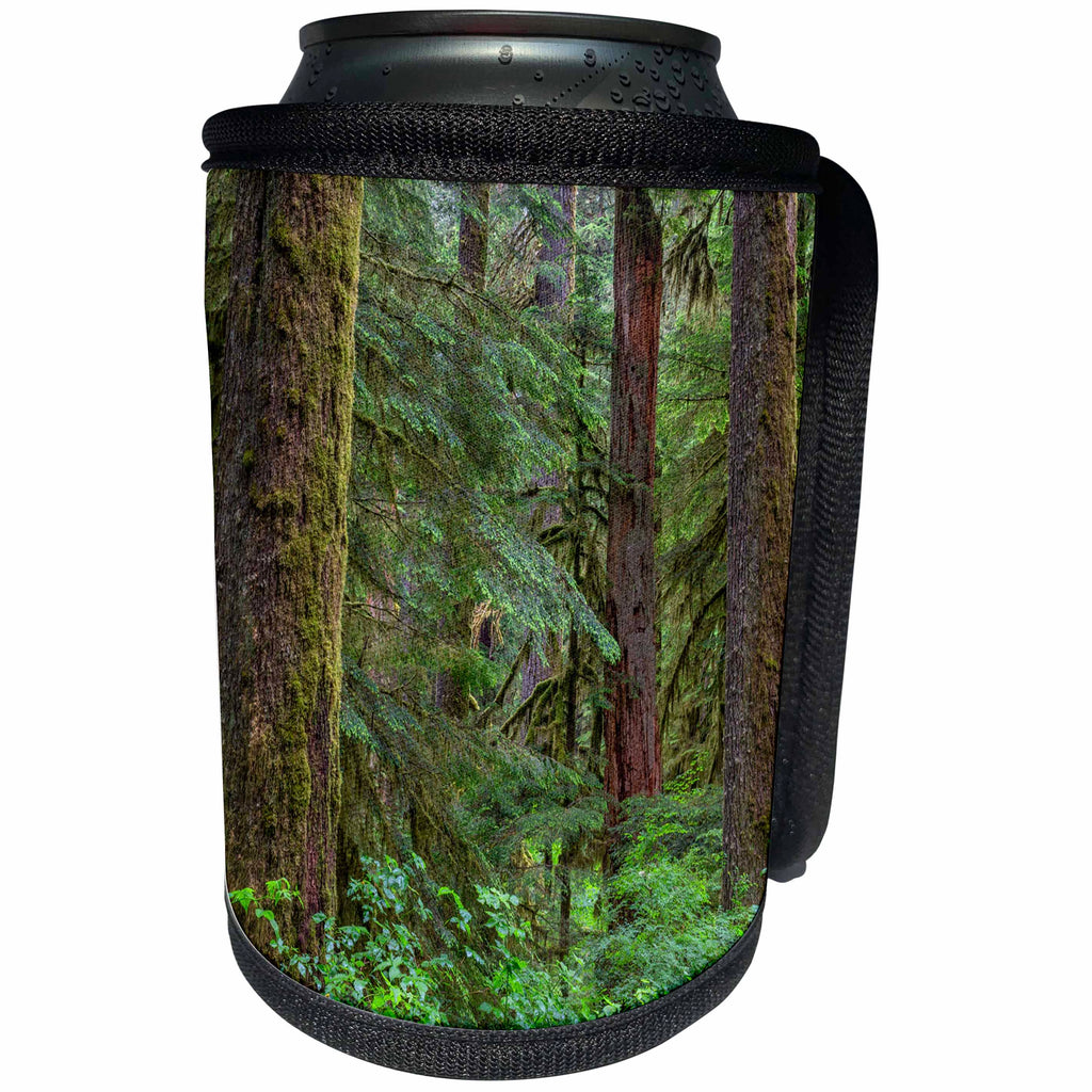 3dRose Danita Delimont - Forests - Oregon, Willamette NF, old growth forest with large Douglas fir. - Can Cooler Bottle Wrap (cc_279352)